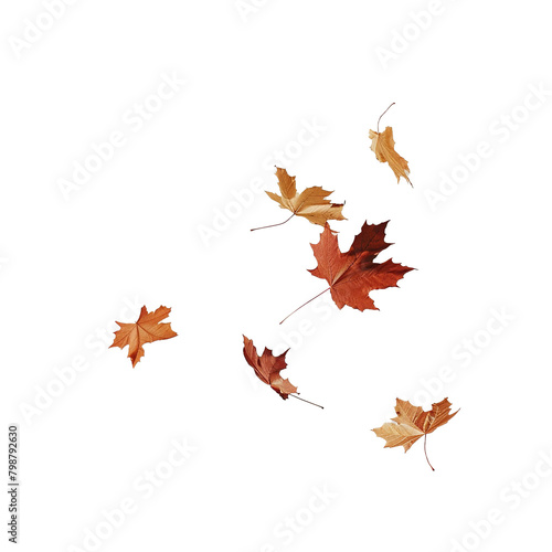 Autumn fall banner with falling maple leaves . Flying color leaves  on white background