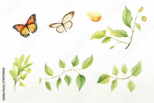 butterfly life cycle watercolor  educational butterfly life cycle watercolor