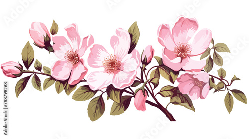 Detailed botanical drawing of gorgeous dog roses gr