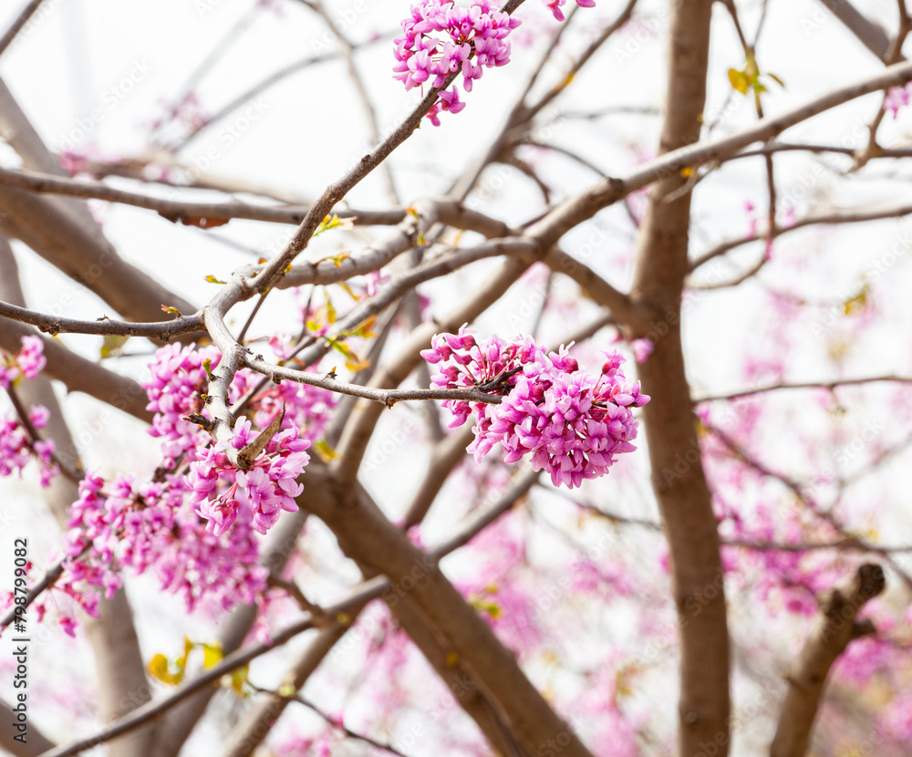 Cercis Siliquastrum tree in bloom during spring season. Pink flowers in spring Cercis Siliquastrum tree in bloom during spring season. Pink flowers in spring