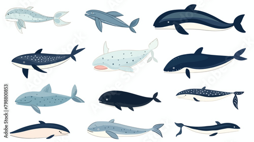 Different whale set. Hand drawn doodle illustration