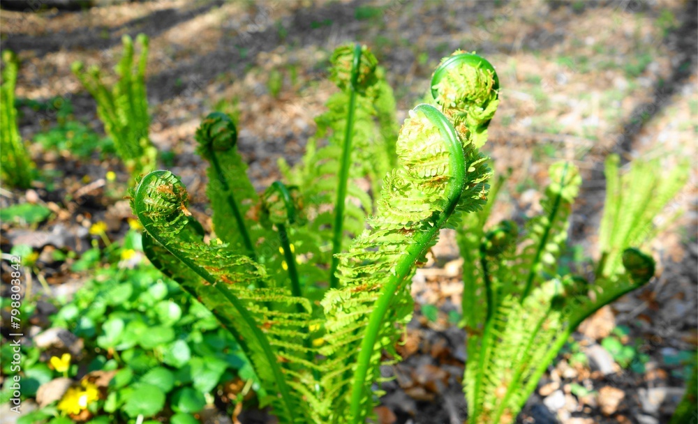 green fern in the garden green fern in the garden