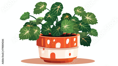 Begonia maculata potted plant with spotted leaf. Gr photo