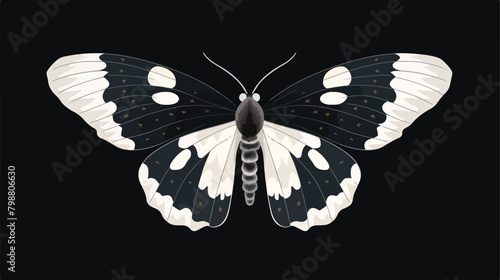 Black and white moth or butterfly with folded wings