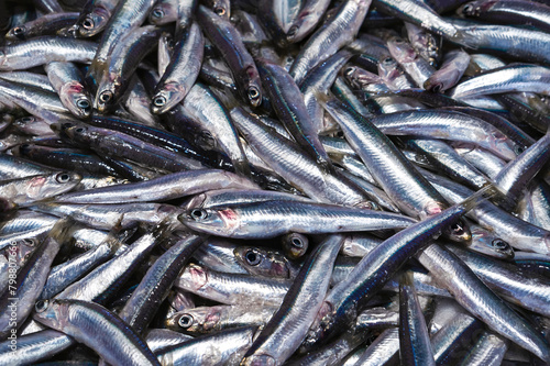 The Eupopean Anchovy (Engraulis Encrasicolus) at the local seafood market. Fresh fish concept.