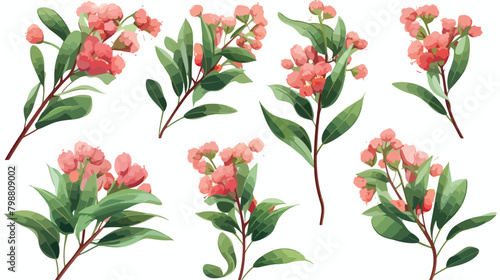 Blooming eucalyptus hand drawn vector illustration