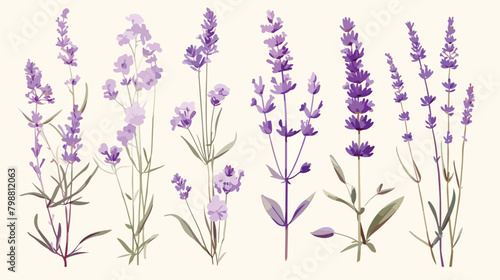 Elegant botanical drawing of lavender flowers and g