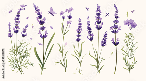 Elegant botanical drawing of lavender flowers and g