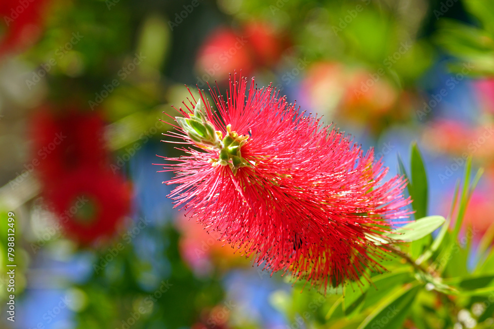 A Bottlebrush flower photographed close up on a sunny spring day. A Bottlebrush flower photographed close up on a sunny spring day.