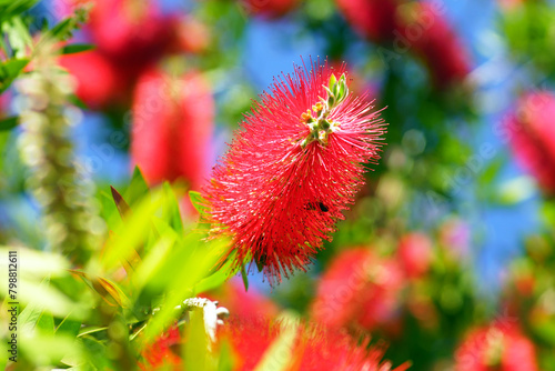 A sprig of callistemon with a beautiful red flower