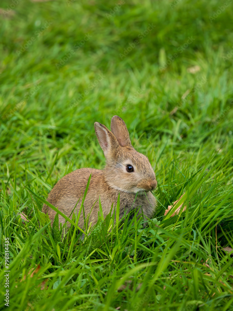 Fototapeta premium A Wild Rabbit Feeding on Grass
