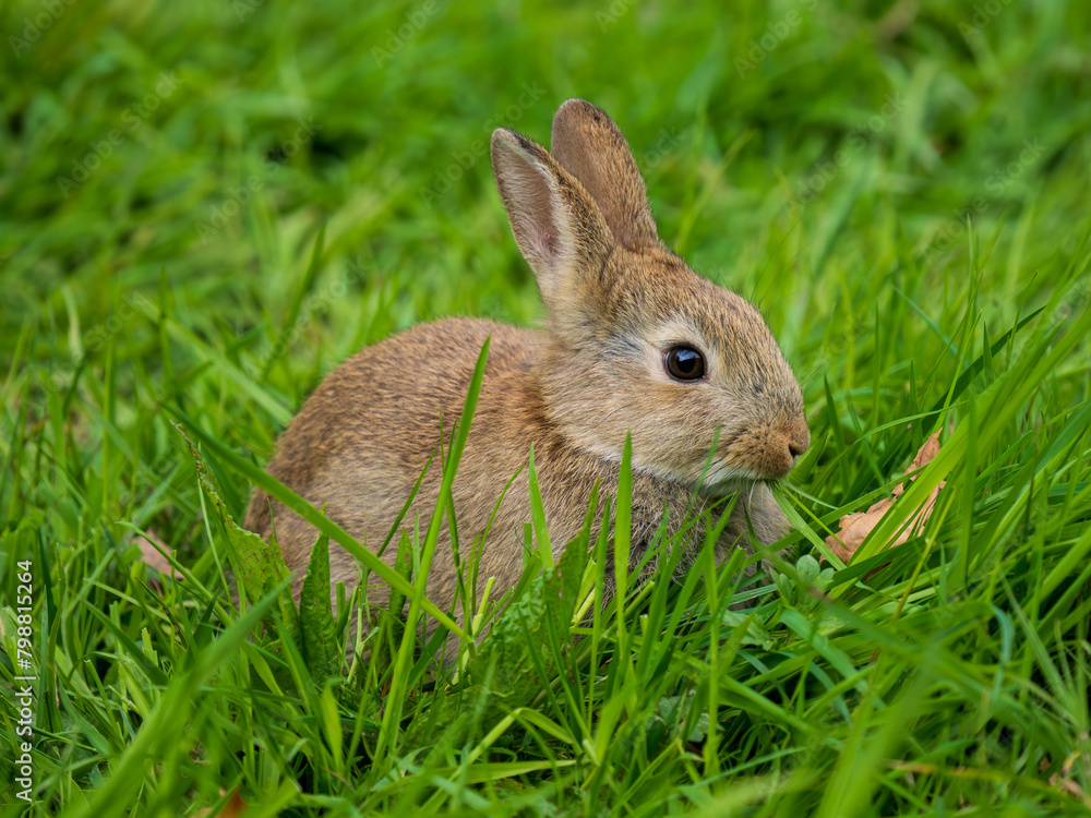 A Wild Rabbit Feeding on Grass A Wild Rabbit Feeding on Grass