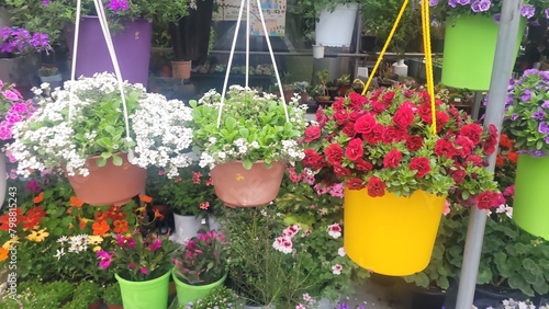 에라티올베고니아와솔레이롤리아의 만남