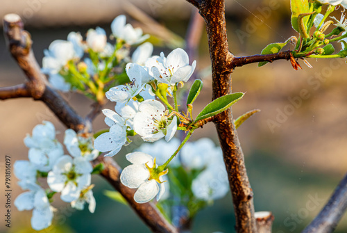 A close up view of a choke cherry blossom in full bloom complete with branches and leaves photo