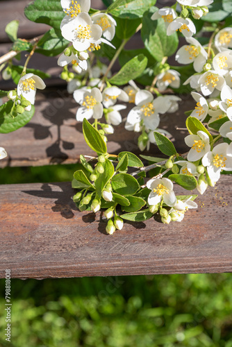 blooming jasmine in the garden in spring