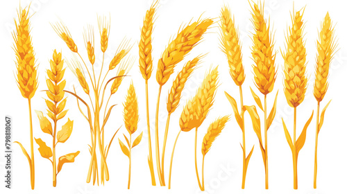Bunch of wheat ears isolated on white background. C