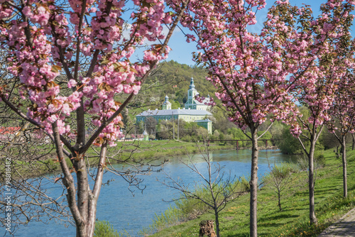 View of the monastery near the river with cherry blossoms in the background. Park with velvet sakura flowers on a branch against a blue sky. Sakura flowers close up on a tree branch.