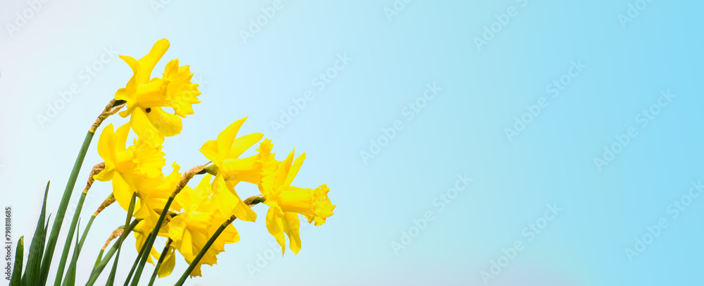 Obraz premium Yellow Narcissus or Daffodil flowers on blue sky background. Horizontal banner with empty copy space. Spring flowering.