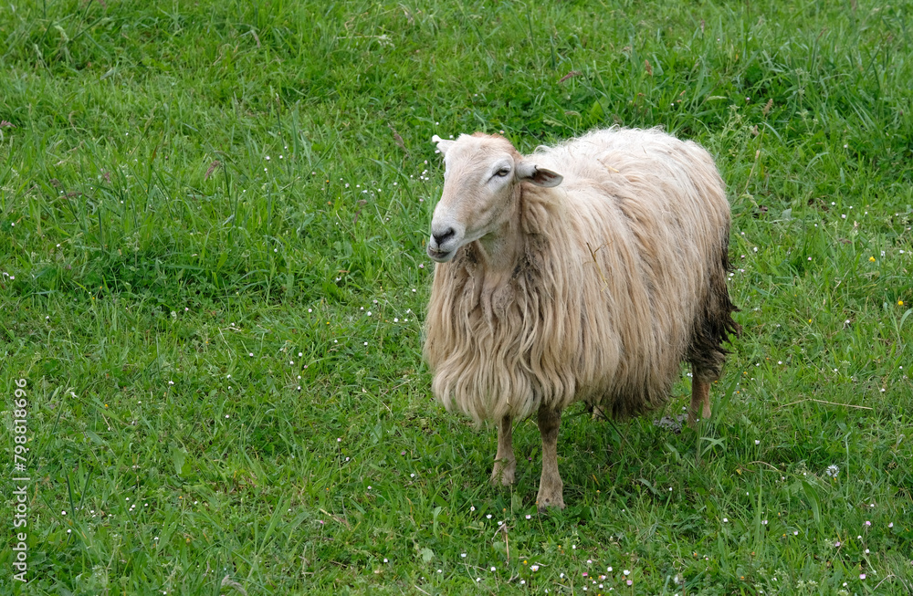 Sheep with long fur on a green field