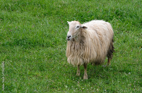 Sheep with long fur on a green field