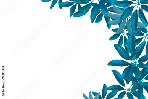 Teal leaves pattern, Dwarf Umbrella Tree or Schefflera arboricola,isolated on white background photo