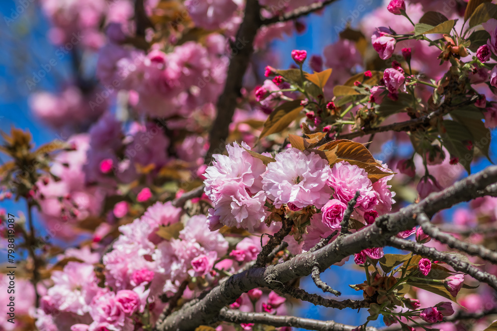 Velvet sakura flowers on a branch against a blue sky. Sakura flowers close up on a tree branch. Spring banner, branches of cherry blossoms against the blue sky in nature outdoors.