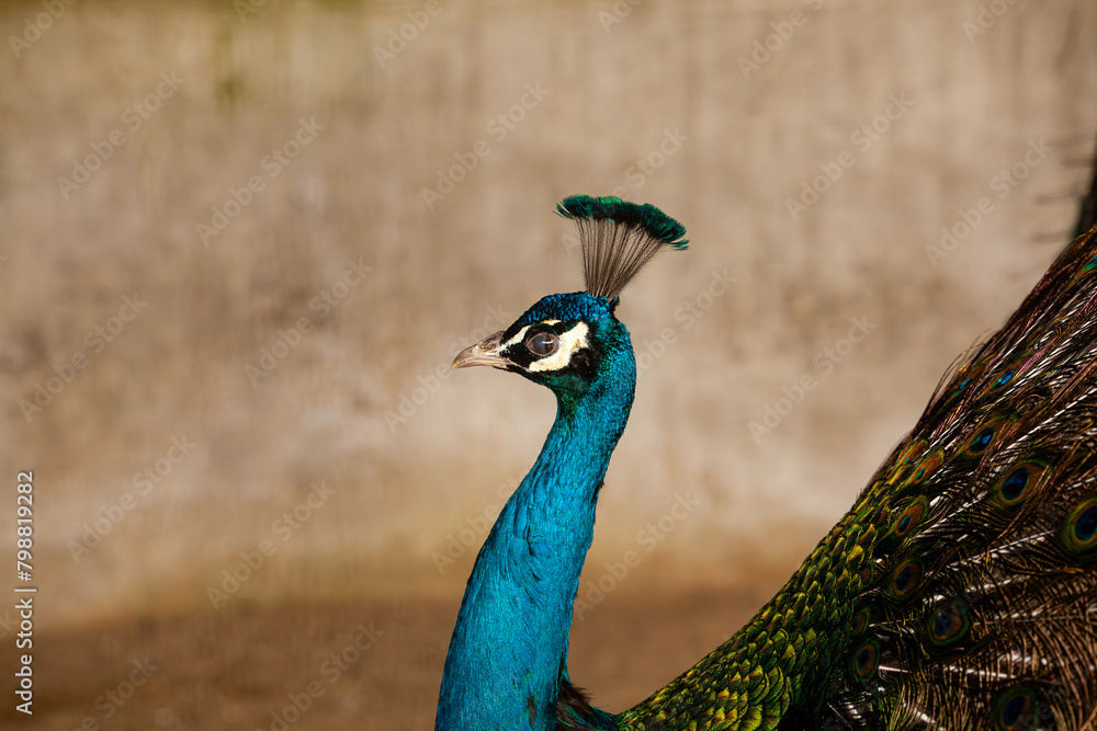 Peacock - peafowl with open tail, beautiful representative exemplar of male peacock in great metalic colors Peacock - peafowl with open tail, beautiful representative exemplar of male peacock in great metalic colors