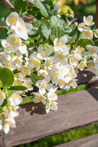 blooming jasmine in the garden in spring
