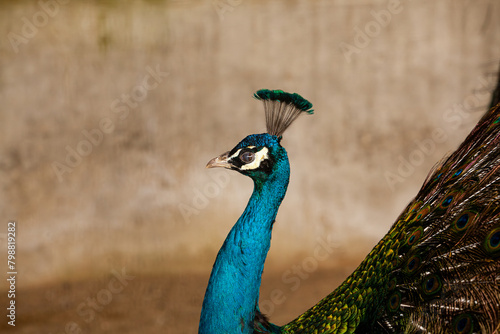 Billede på lærred Peacock - peafowl with open tail, beautiful representative exemplar of male peac