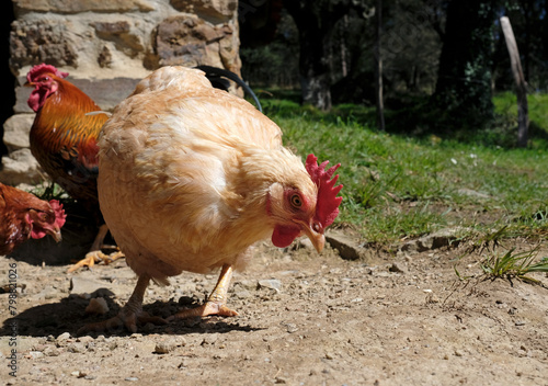 Getting close to a chicken outdoor on a farm 