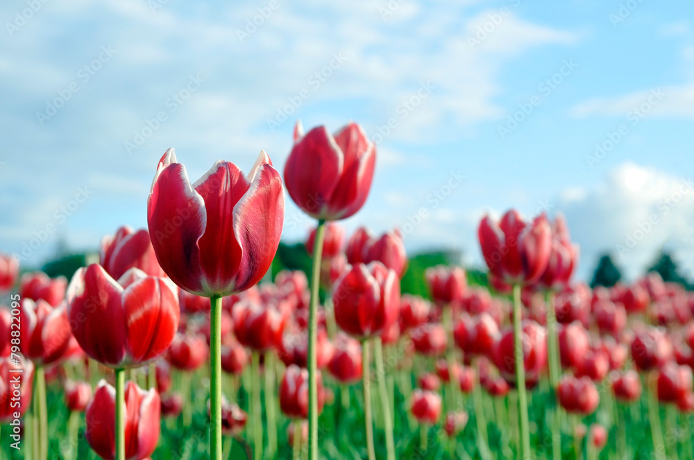 Flowerbed with beautiful red tulips in a city park.