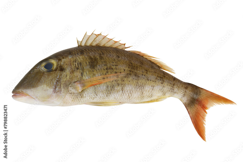 Obraz premium Emperor fish isolated on white background