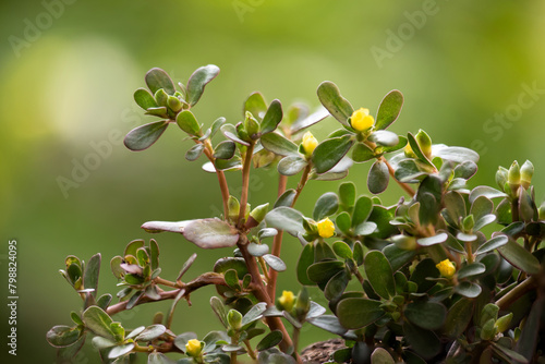 Purslane or Portulaca oleracea branch green leaves and flowers on natural background.