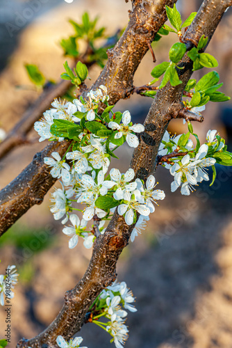 Plum flower in spring, Beautiful Flower in natural background, soft focus Blur Closeup.
