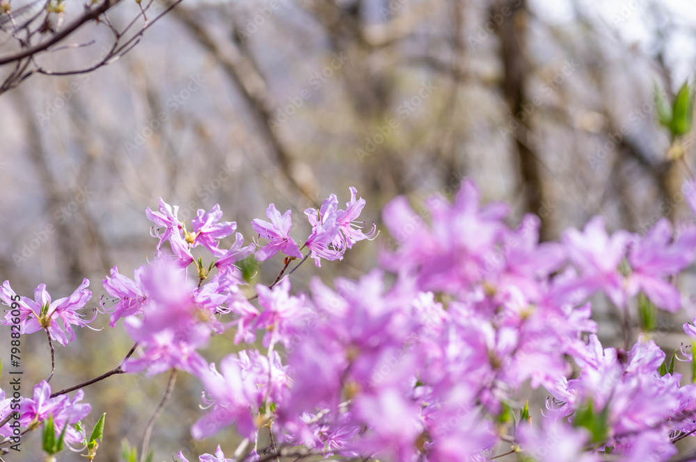 Obraz premium 山に自生するツツジの花