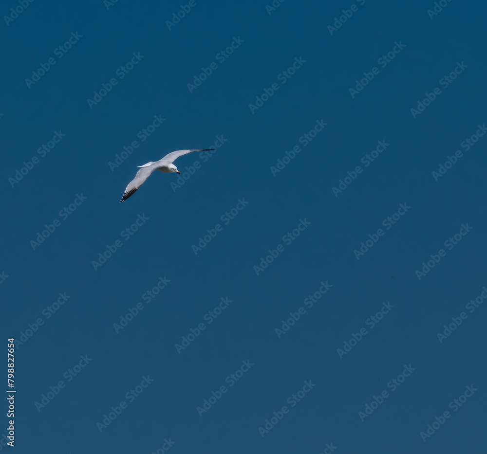 Seagull flying through the skies of the Llobregat Delta.