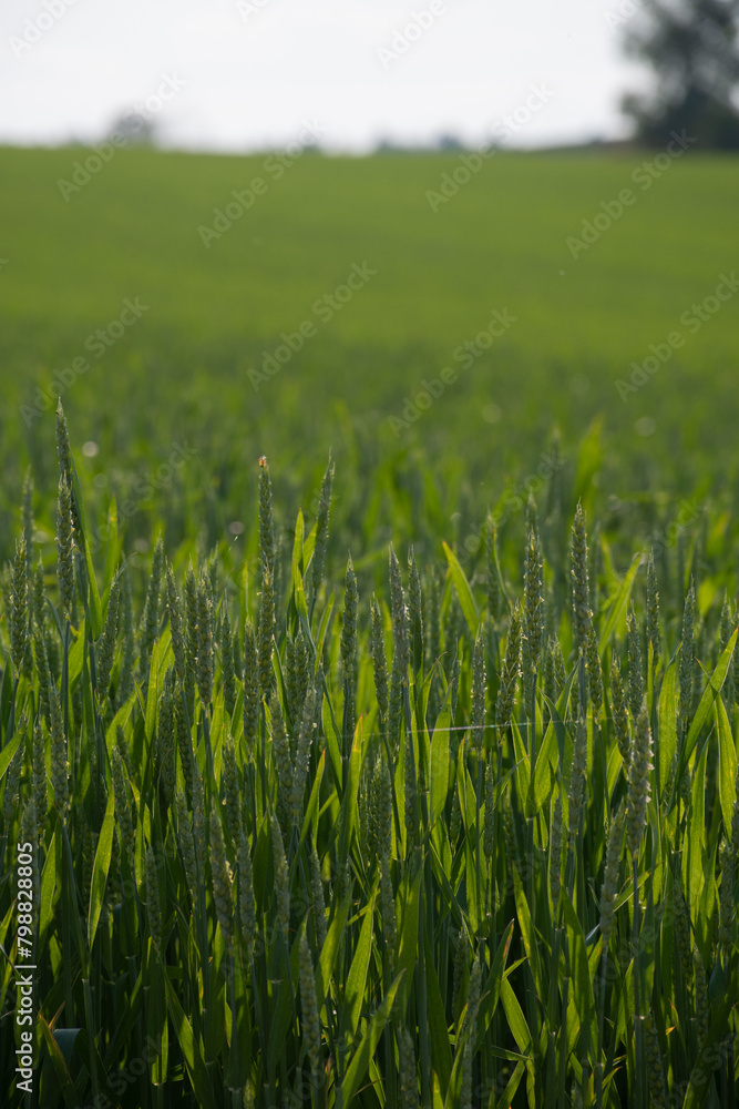 初夏の緑のムギ畑
