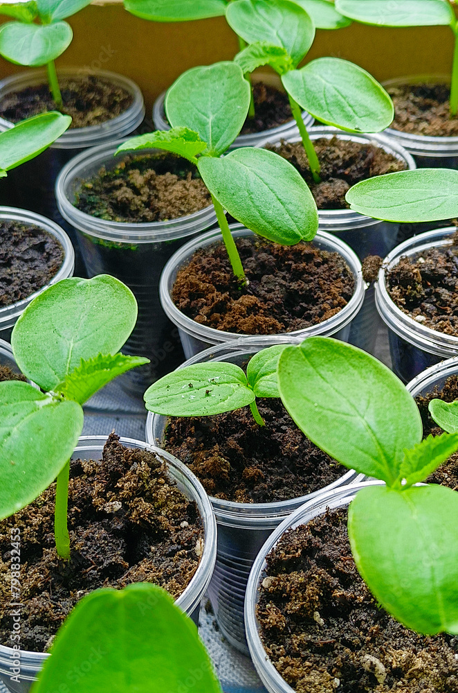 seedlings of cucumbers in disposable pots with soil before planting in the garden. Vertical photography. seedlings of cucumbers in disposable pots with soil before planting in the garden. Vertical photography.