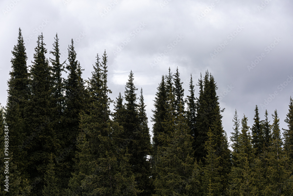 pine forest in the mountains in winter, Almaty, Kazakhstan, Alatau Mountains