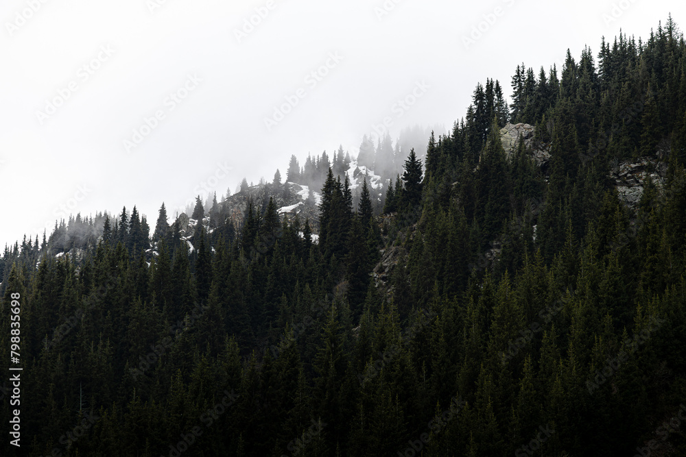misty pine forest in the mountains in winter, Almaty, Kazakhstan, Alatau Mountains misty pine forest in the mountains in winter, Almaty, Kazakhstan, Alatau Mountains