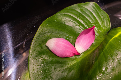 Pink water lily petal on green leaf
