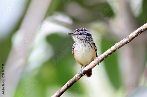 The Imeri warbling antbird (Hypocnemis flavescens) is a species of bird in the family Thamnophilidae. This photo was taken in Colombia. photo
