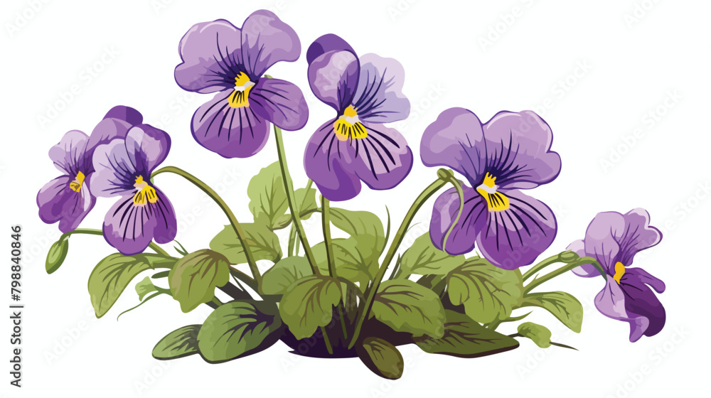 English common wood violet garden blossomed flower.