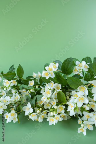 blooming jasmine in the garden in spring