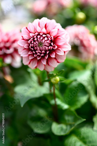 初夏になるとダリアの花が開花する