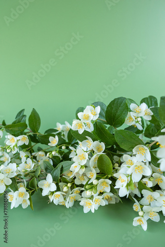 blooming jasmine in the garden in spring