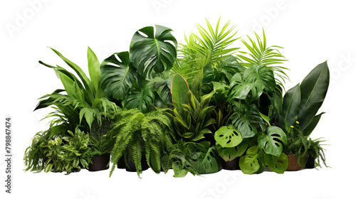 Lush Tropical Green Leaves Isolated on White