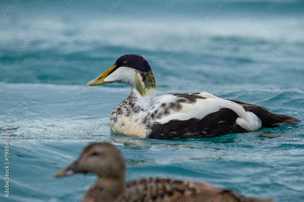 Naklejka premium Eider goose (Somateria mollissima) is found along the northern coasts of Europe, Eastern Siberia and North America. This species breeds in the Arctic regions. Male individual.
