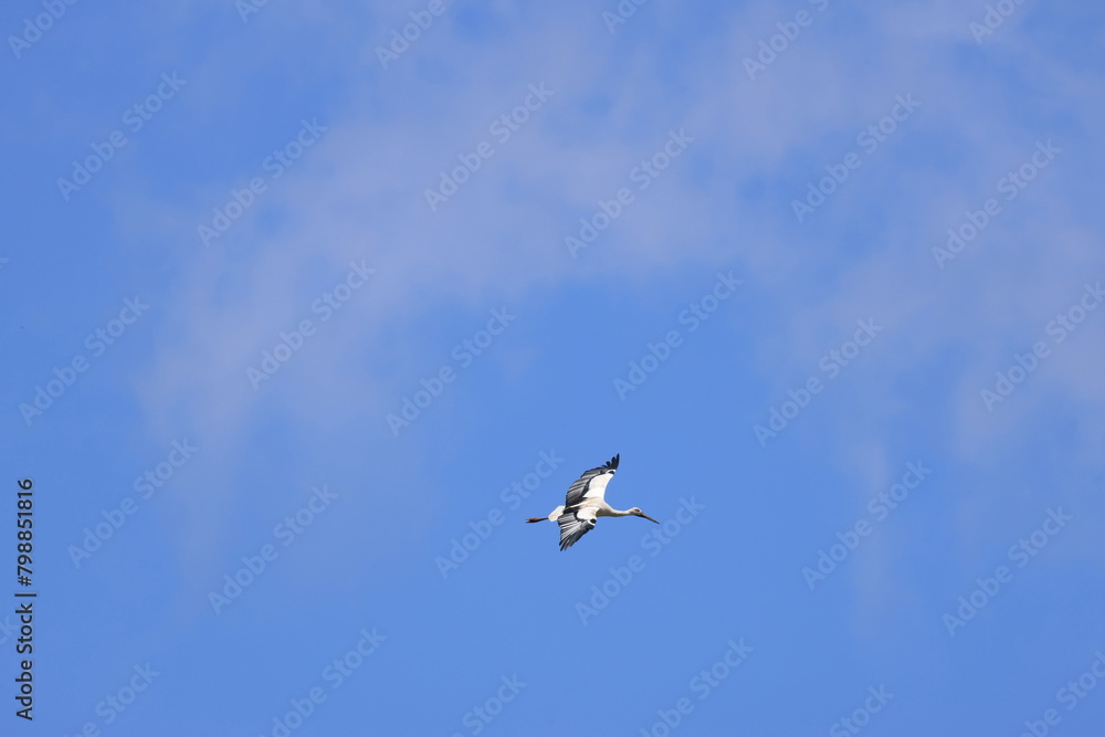 Male Oriental Stork flying in search of presents for his wife Male Oriental Stork flying in search of presents for his wife