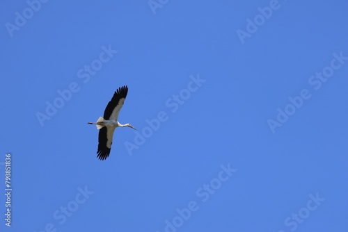 Male Oriental Stork flying in search of presents for his wife